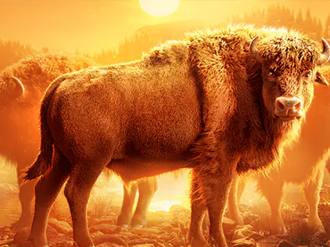 Buffalo Win slot by PG Soft