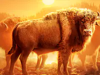 Buffalo Win slot by PG Soft